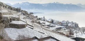 Salon des Vins Vaudois