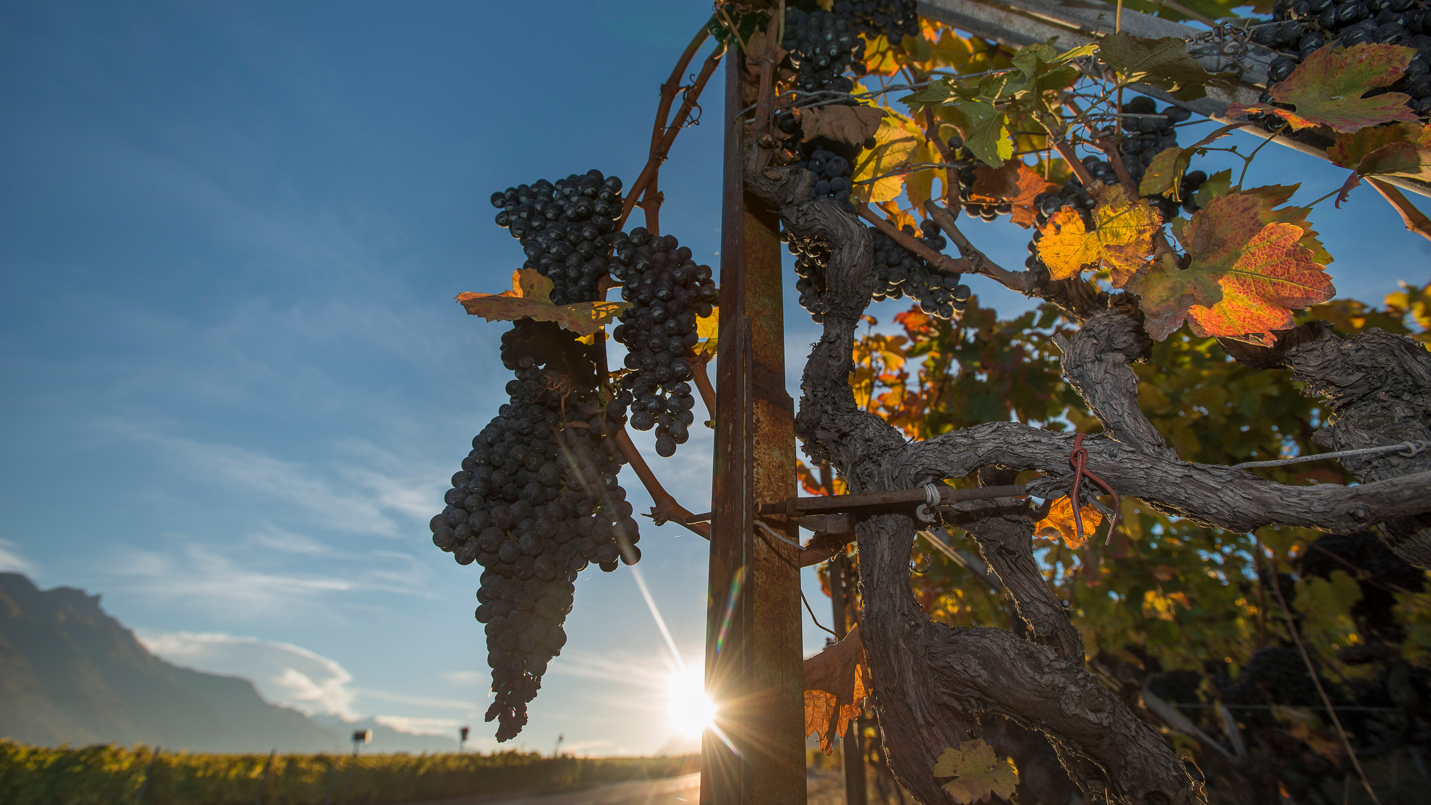 L'été 2022 a gorgé les raisins de soleil. Photo: Siffert / weinweltfoto.ch