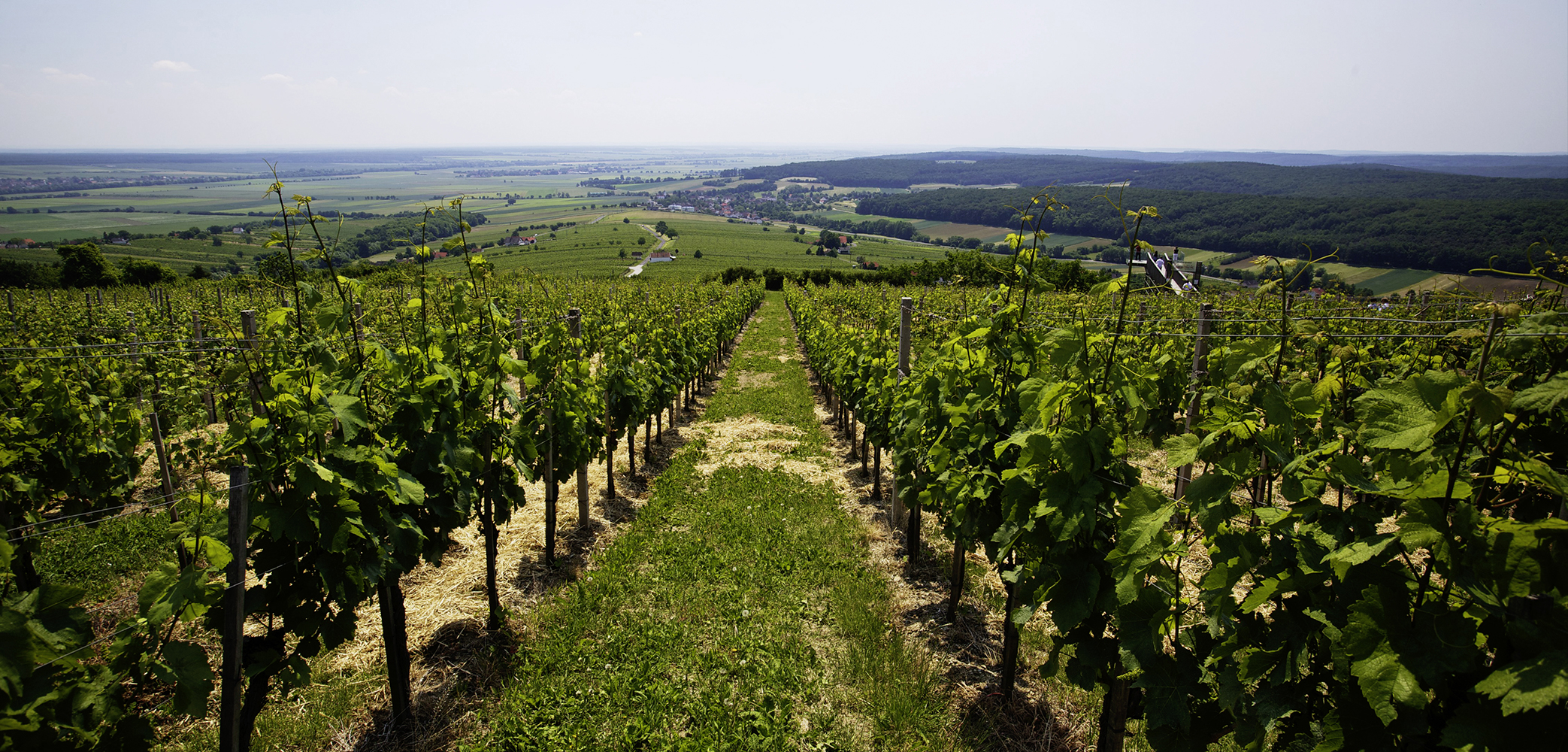 Die Weinregionen | Burgenland VINUM Dossier | 2020 | Österreich
